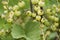 Currant Plant unripe raw red white currants fruit bio organic backyard healthy outdoor produce germany macro close up