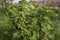 Currant Plant unripe raw red white currants fruit bio organic backyard healthy outdoor produce germany macro close up