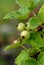 Currants ripen on a bush in the garden