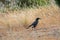 Currawong black passerine bird with yellow eyes crow-shrikes, b