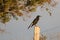 Currawong black passerine bird with yellow eyes known as crow-s