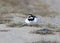 A current male of a ringer plover in breeding plumage