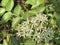 Curry Leaf tree with white flowers