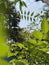 Curry Leaf tree with white flowers