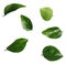 Curry leaves