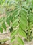 Curry leaves growing in the garden. Lighting nature background. Selective focus.