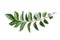 Curry leaves, Murraya koenigii on white background, Ayurvedic herbal leaf