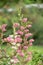 Currybush Escallonia Victory, branch with pinkish to lilac flowers