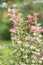 Currybush Escallonia Victory, branch with whitish to pinkish flowers