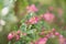 Currybush Escallonia Victory, budding pinkish to lilac flowers