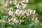 Currybush Escallonia Victory, pinkish flowers