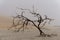 Cursed tree in the sea fog, Namibia