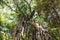 Curtain fig tree with aerial roots growing from top to ground. Filtered sun light through green leaves. Cairns Atherton Tablelands