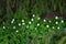 A curtain of flowering anemones