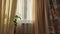 Curtain with tulle on the window. The interior of the room with draped curtains