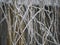 Curtain of willow tree twigs covered with twigs covered with snow