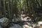 Curtis Falls Mount Tamborine Gold Coast Hinterland