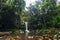 Curtis Falls in Mount Tamborine National Park on the Gold Coast