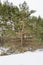 Curve, bent spruce stands in a field