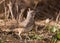 Curve-billed thrasher