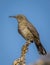 Curve-billed Thrasher Perched on Cholla Cactus