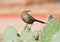 Curve-billed thrasher standing on Cactus
