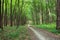 Curve footpath through spring green forest