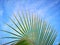 Curve line of coconut leaves on blue sky