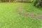 Curve pattern walkway of square Laterite stepping stone on fresh green grass yard, smooth carpet lawn and lady palm and shrub on