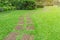 Curve pattern walkway of square Laterite stepping stone on fresh green grass yard, smooth carpet lawn and lady palm and shrub