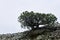 Curve pine on cliff against light cloudy sky background