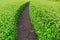 Curve Rows of Green Grass with a Dirt Path in the Middle of Garden