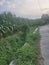 curve street, grass, corn field and tree