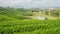 Curve of tea Plantations