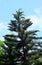 Curved Attractive Cook Pine Conifer Tree - Araucaria Columnaris - Christmas Tree in India - with Blue Sky Background