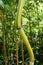 Curved bamboo stalk, possibly of Bambusa or Phyllostachys genus, with decorative green stripe in upper internodal part.