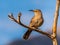 Curved Bill Thrasher