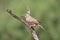 Curved-bill Thrasher on cactus