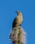 Curved Bill Thrasher perched on cactus