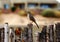 The curved billed thrasher bird sitting on the fence