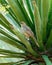 Curved-Billed Thrasher female sitting in succuent plant