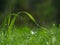 Curved blades of grass with dew, background, copy-space