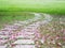 Curved brick path with pink falling trumpet flowers