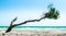 Curved broken tree with dry twigs and green leaves on the beach