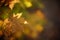 Curved brown dry maple leaf on a branch in the autumn forest, blurred background, art focus