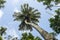 curved coconut tree agains the blue sky