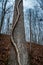 Curved Eerie Vine Climbing Tree in Forest