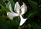 Curved Flower of the Vietnamese Gardenia