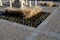 Curved flowerbed in a square in the street cobblestone gray and brick detail a combination of viola and ornamental yellow grass af