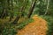 Curved footpath in a forest covered in golden leaves.